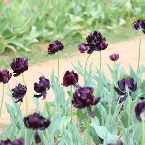 Meet your Posher, Landri